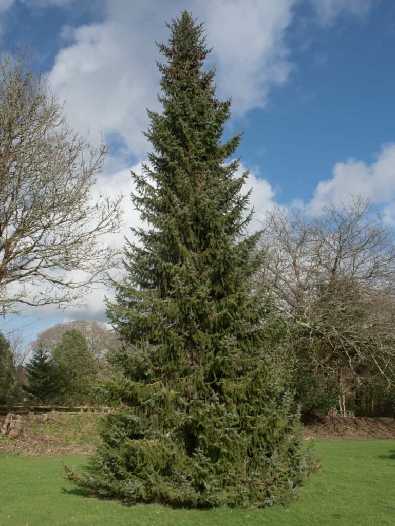 10 Best Spruce Trees To Plant (Pros And Cons Of Major Types) - Tree Journey