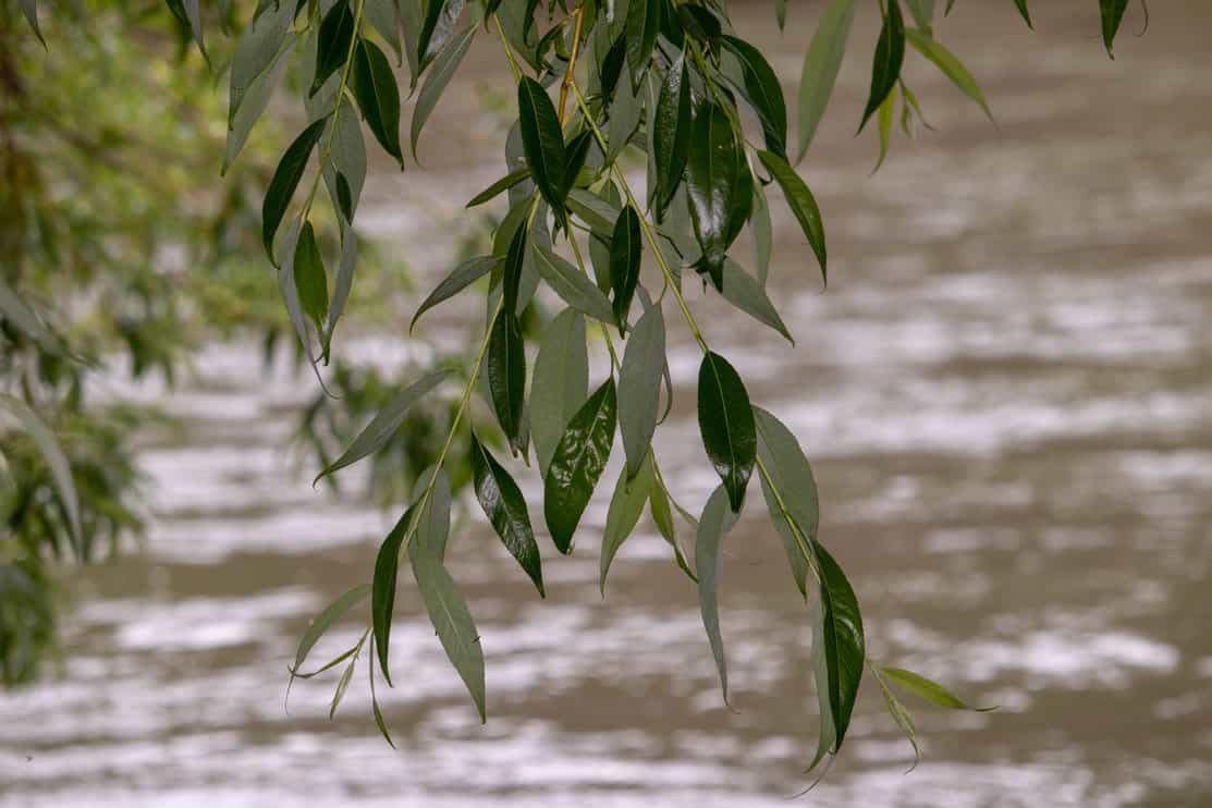 peach-tree willow branches