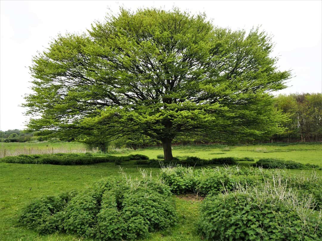 Sycamore tree with new spring leaves in a green field with a hedge