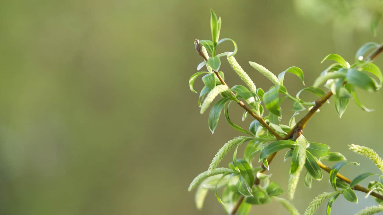 Branch of a flowering willow. Concept springtime background