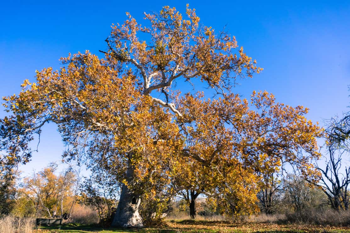 Large Western Sycamore tree (Platanus Racemosa) on a sunny winter day; blue sky background; Sycamore Grove Park, Livermore, east San Francisco bay, California