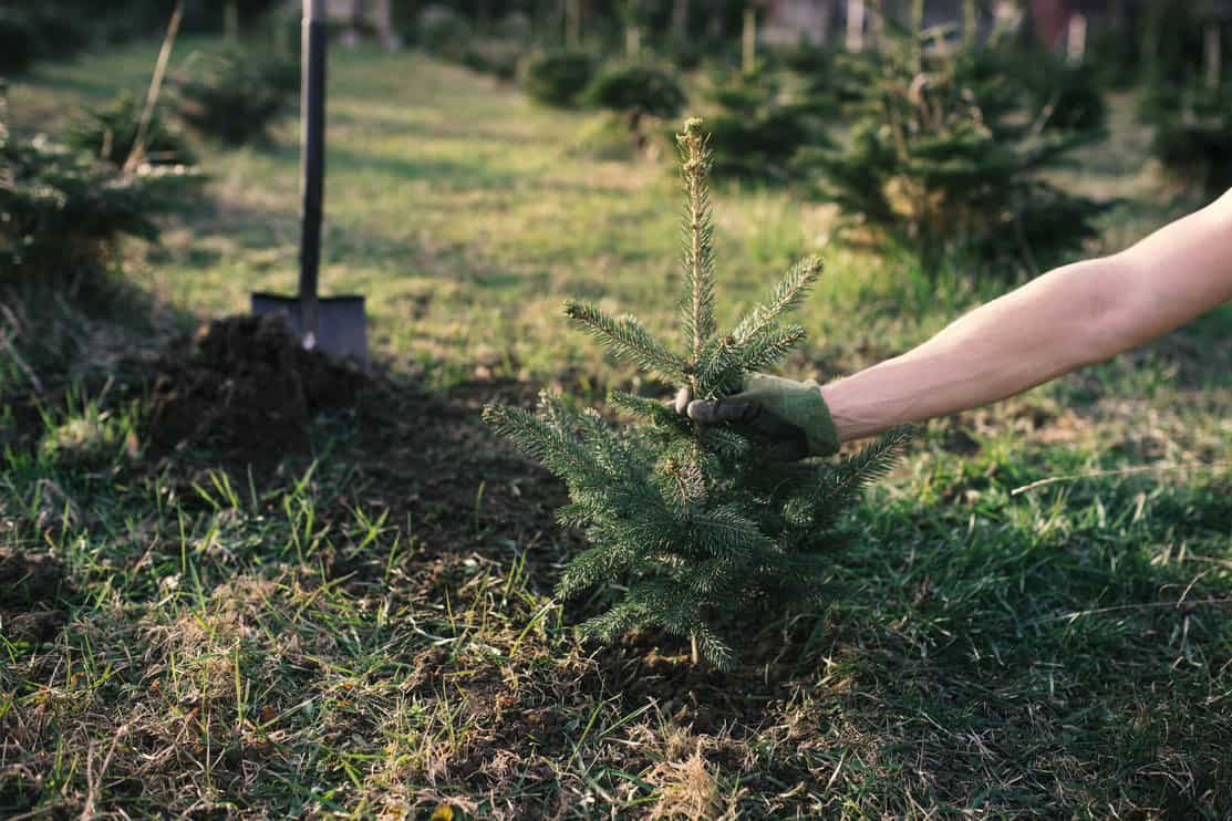 spruce tree planted