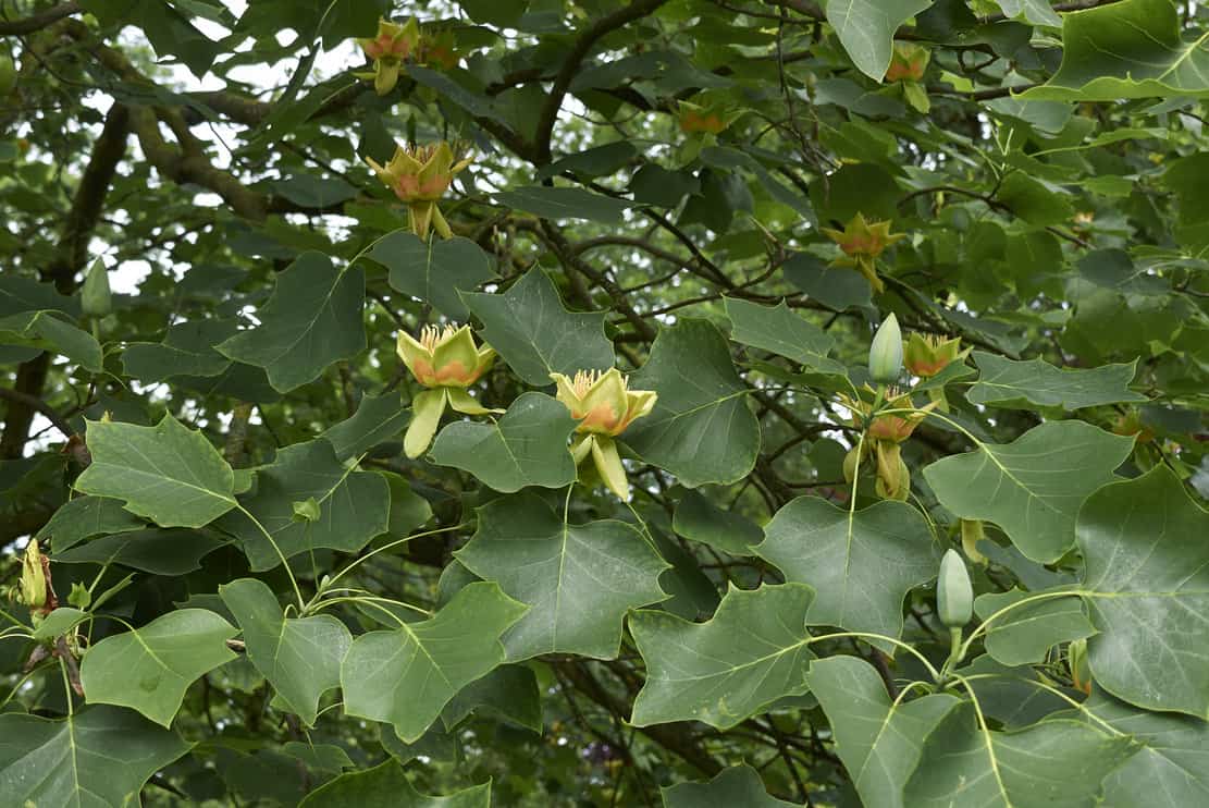liriodendron tulipifera plant