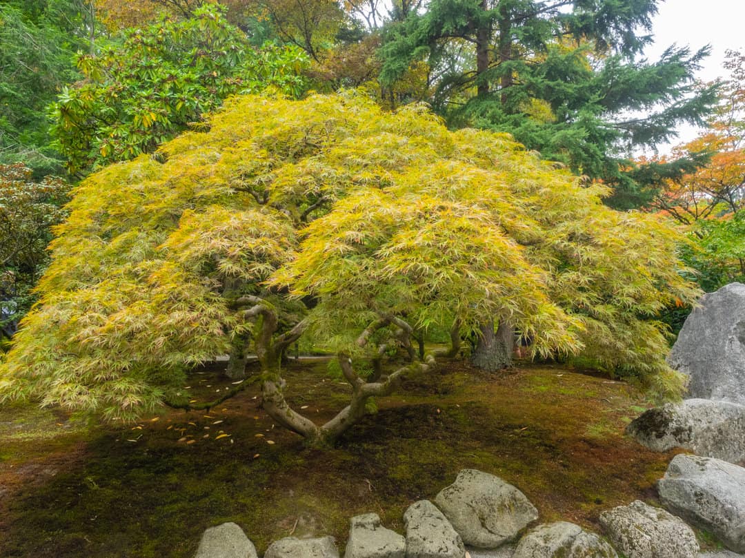 Japanese maple (Acer palmatum)