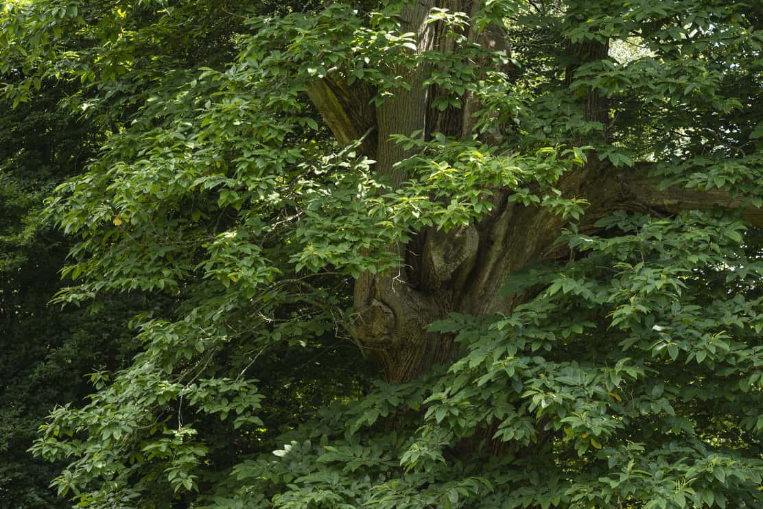 Beautiful close up landscape image of Ash Fraxinus Excelsior tree in English countryside