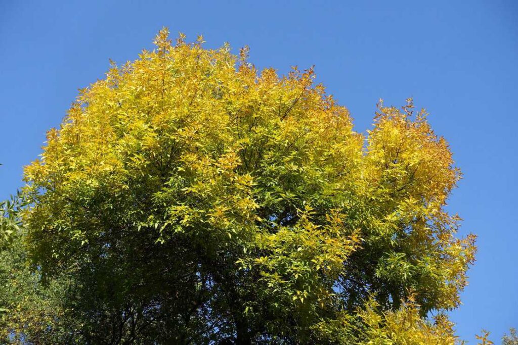 The top of an ash tree beginning to turn yellow in the fall is visible against a blue sky background.