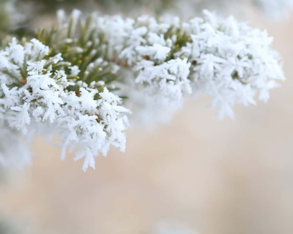 Snow on pine branch needles