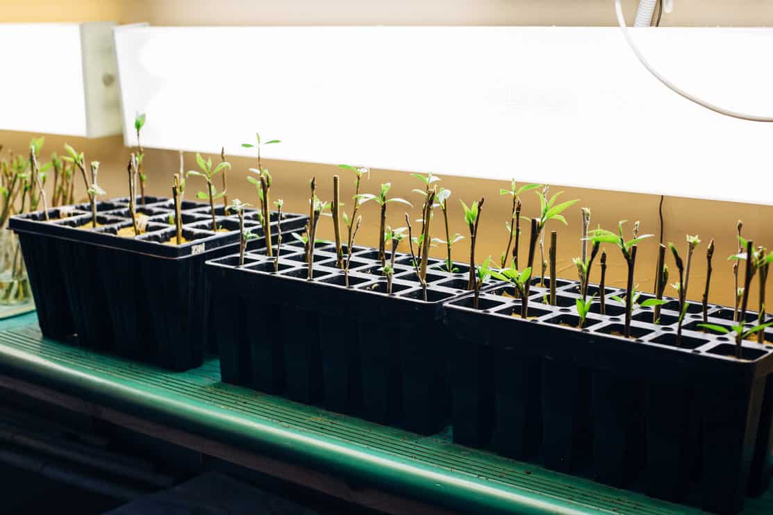 Poplar seedlings in artificial light conditions, rooted cuttings in multi-cell growing trays.