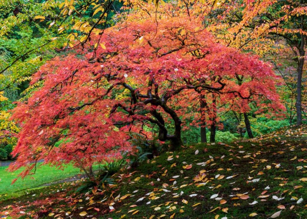 Vibrant red japanese maple tree in full Autumn glory display, viewed from the side, against background of yellow and green leaves, and with colorful fallen leaves on the ground