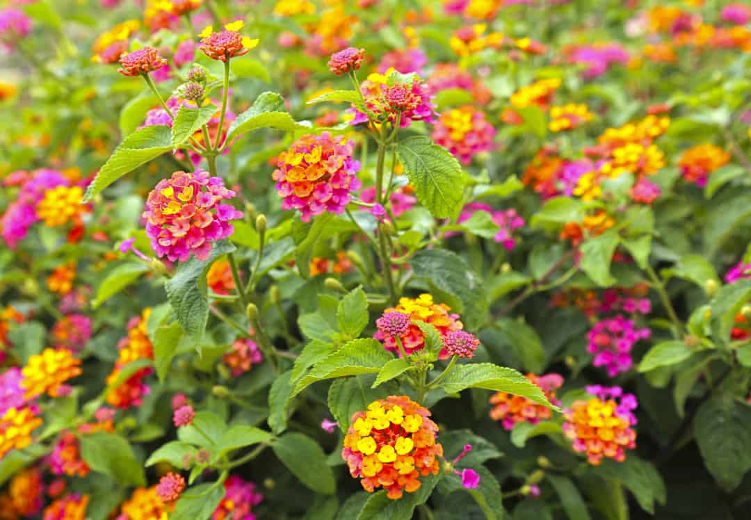 Beautiful orange and yellow lantana camara flower blooming in garden