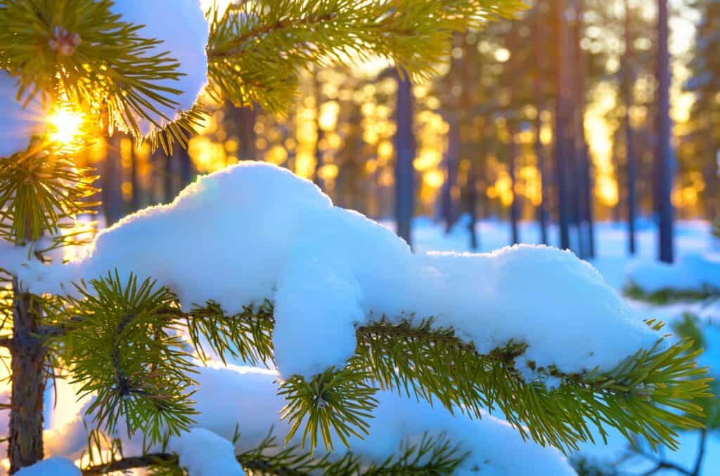 Snow on pine branch needles in front of sunrise sunset