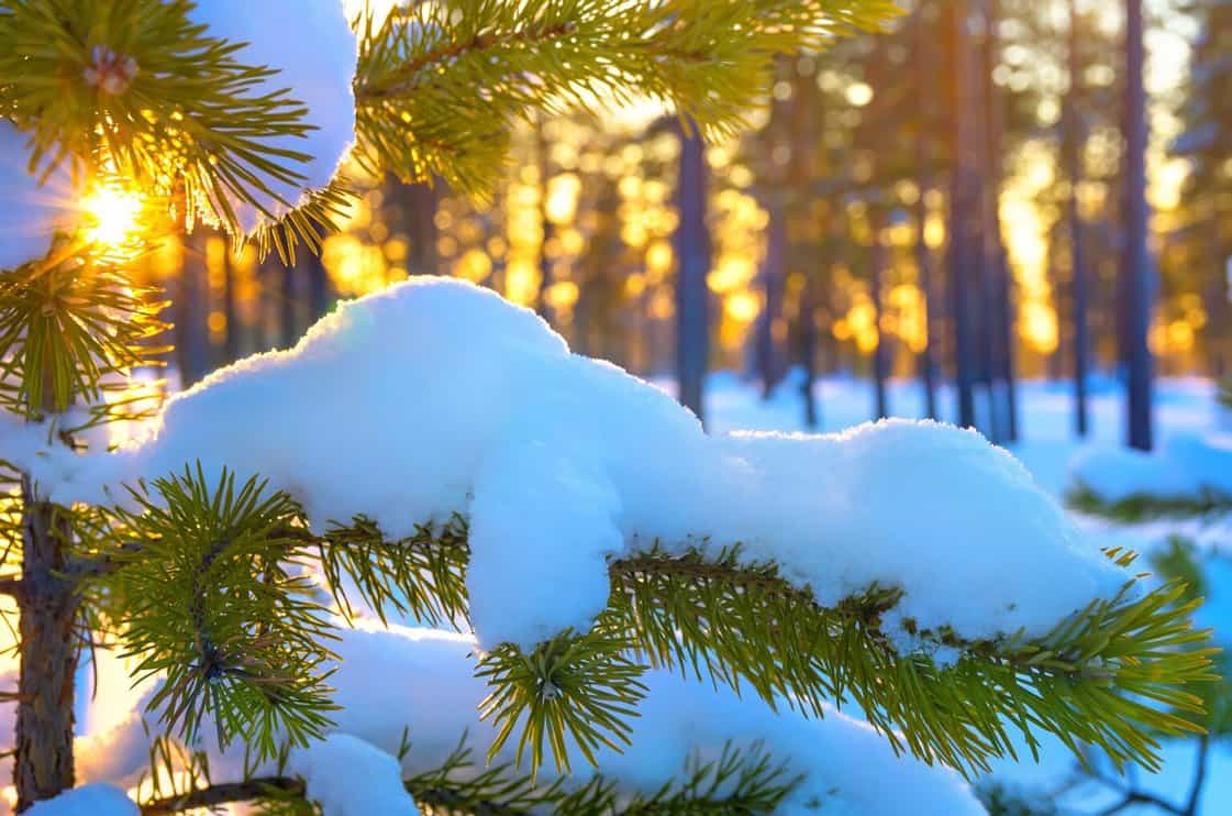 4-reasons-to-water-your-pine-tree-during-the-winter-tree-journey