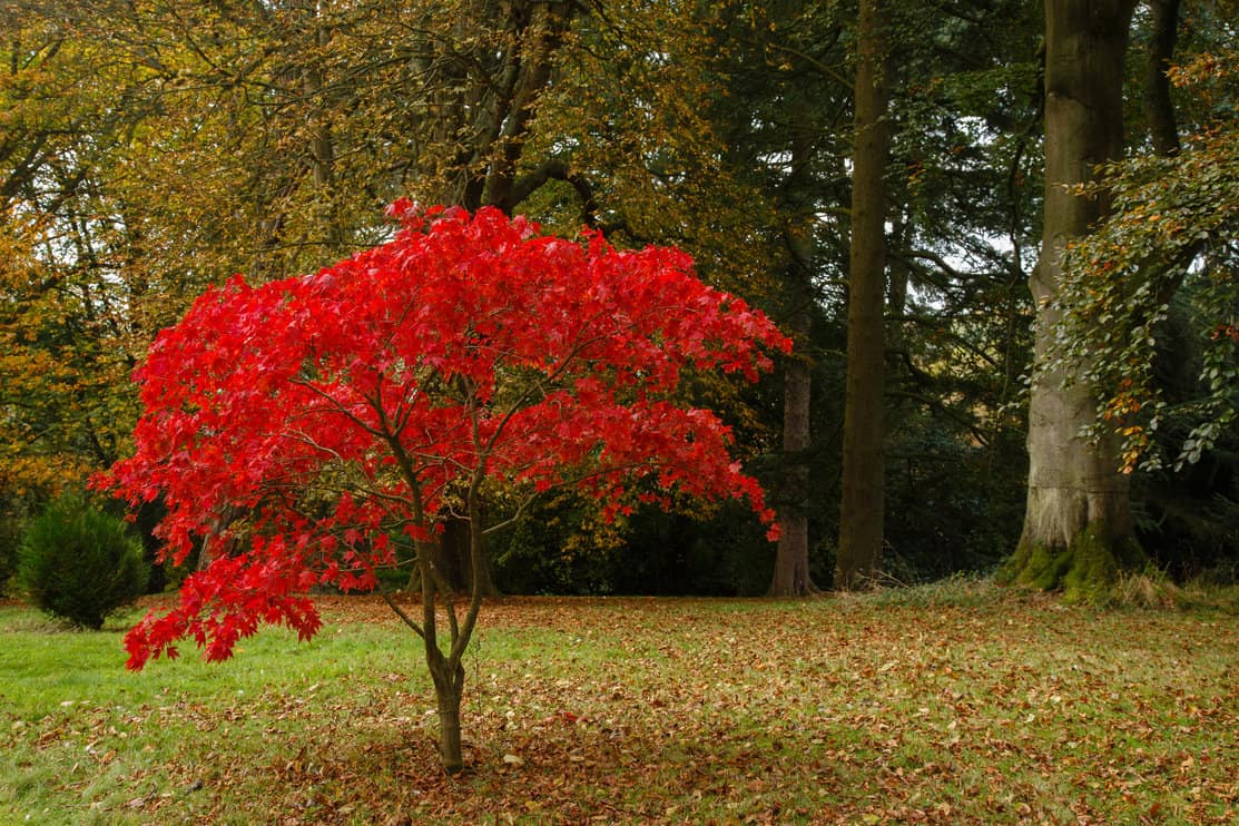 Acer in Autumn