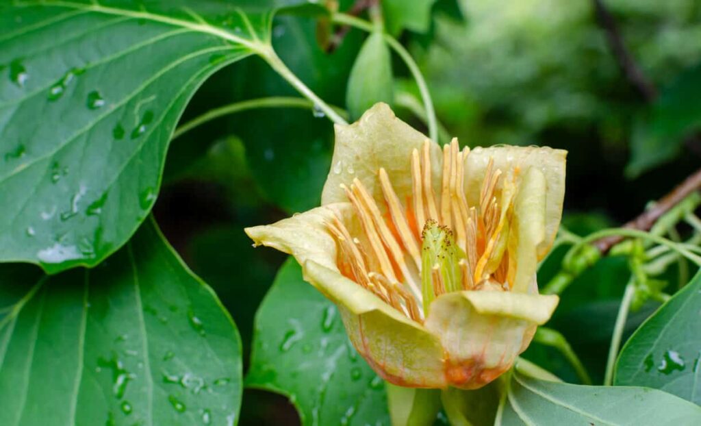 Flower Liriodendron Tulipifera (Tulip Tree, American Tulip Tree, Tuliptree, Tulip Poplar, Whitewood, Fiddle-tree, Yellow Poplar)