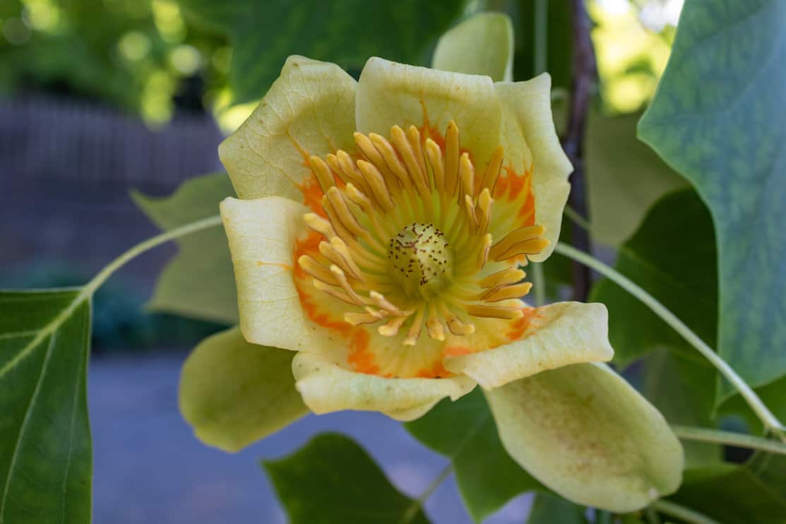 Flower of tulip tree (Liriodendron tulipifera) or tulip poplar, closeup and top view
