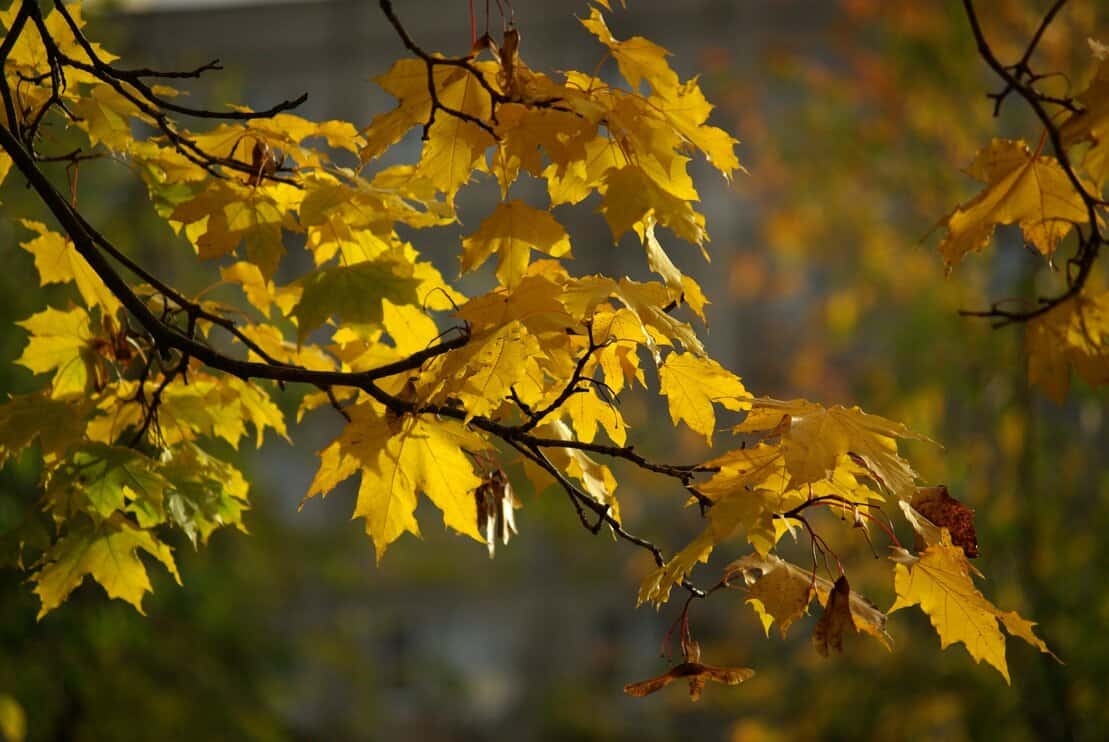 Maple branch with yellow leaves in autumn day