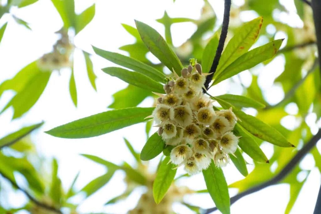 Japanese Blueberry tree flowers