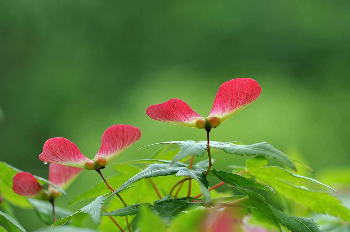 japanese maple seedlings