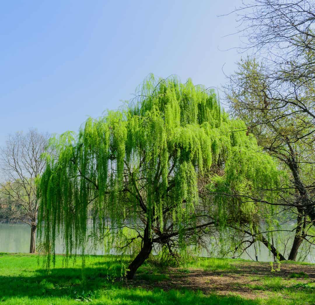 weeping willow tree