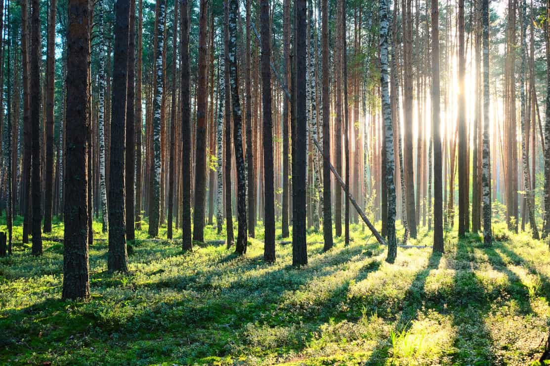 The sun shining through the trunks of a second growth pine tree forest with a grassy understory.