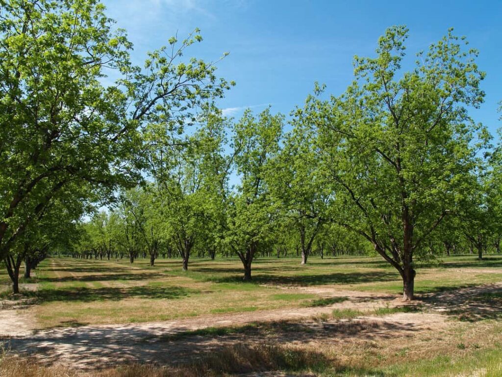 Mature pecan grove budding with new leaves in south georgia during springtime.