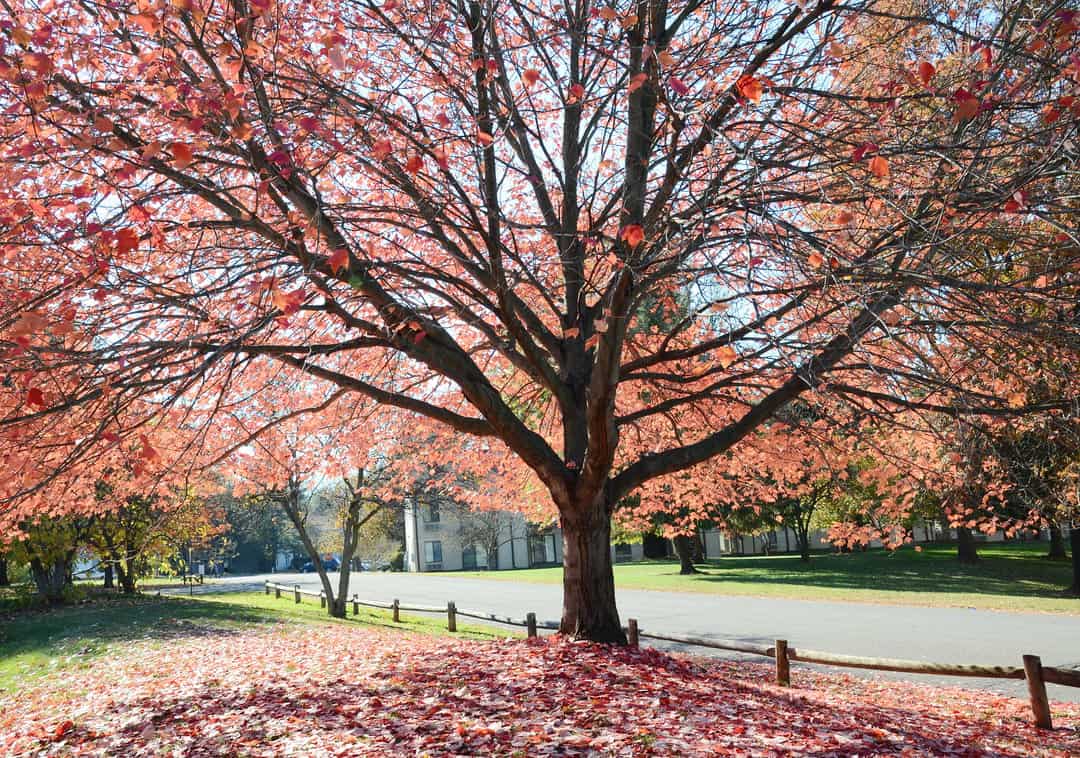 Autumn maple tree