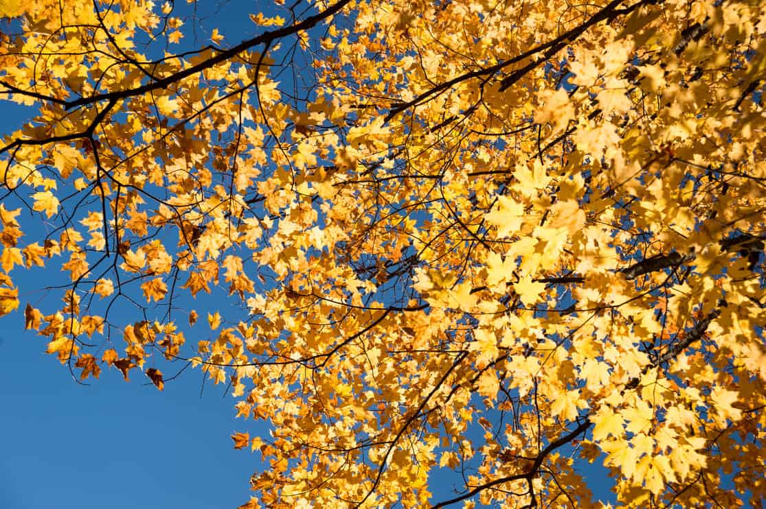 Autumn maple trees with yellow leaves against blue sky in Quebec, Canada
