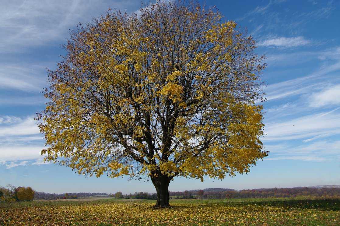 Tree shedding leaves: a maple tree reveals an intricate pattern of branches as leaves fall away on a sunny autumn afternoon.