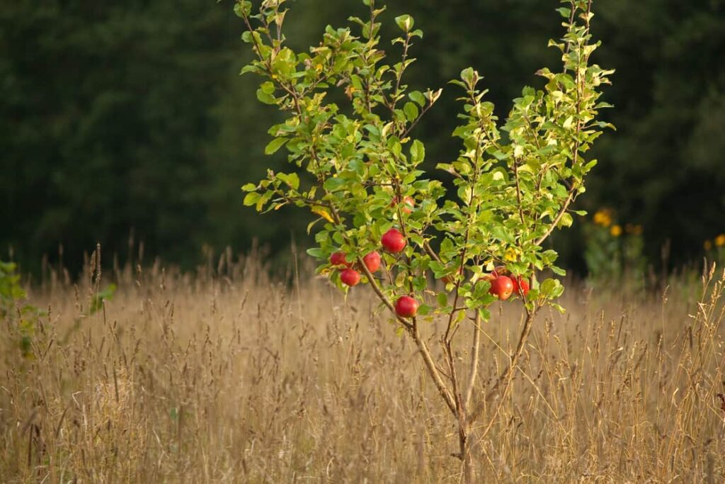 Small apple tree in nature