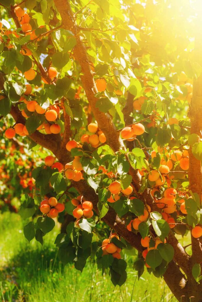 Apricot Tree In The Sun
