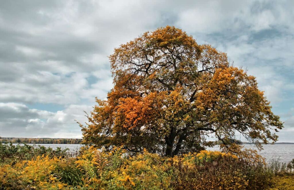 Elm Tree With Flora