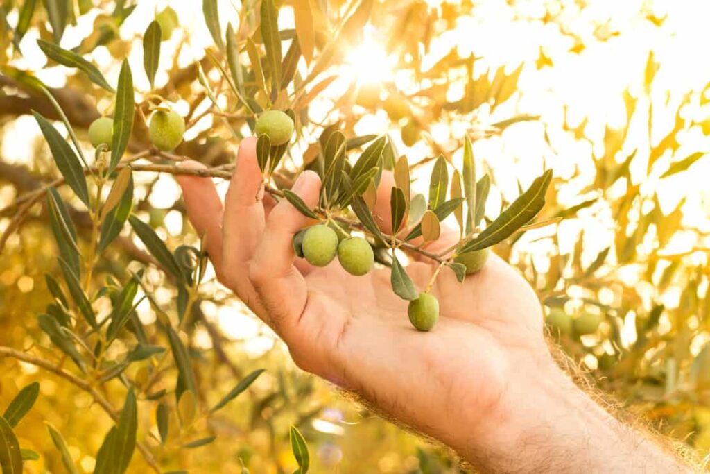 Olive Tree Pruning