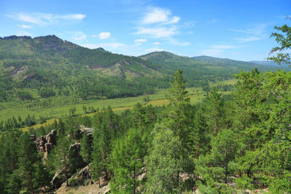 pine tree forest in sunlight