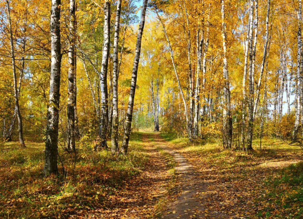 Birch Trees Are Good Shade Trees
