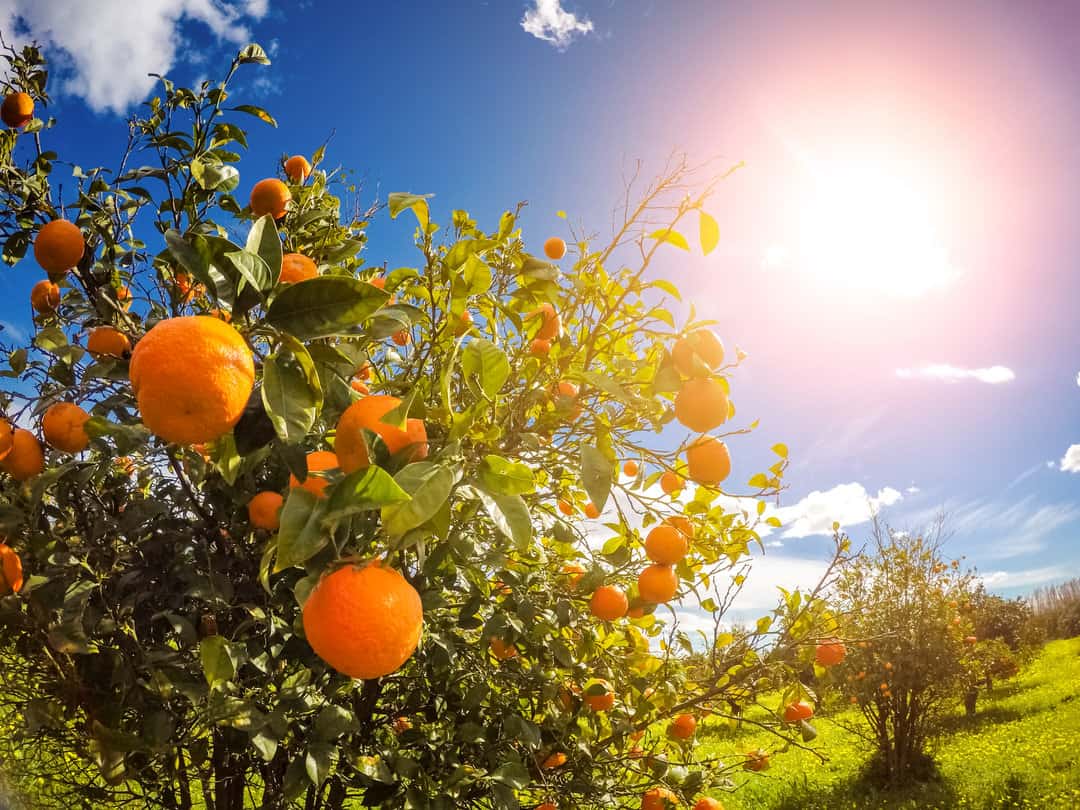Fantastic views of the garden with blue sky and oranges.Mediterranean climate. Sicily island, Italy, Europe. Beauty world.