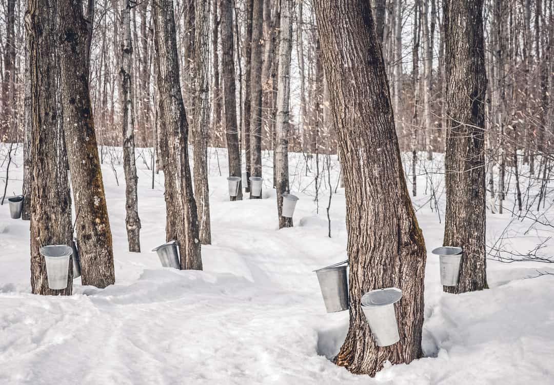 Collecting Maple Sap In Winter