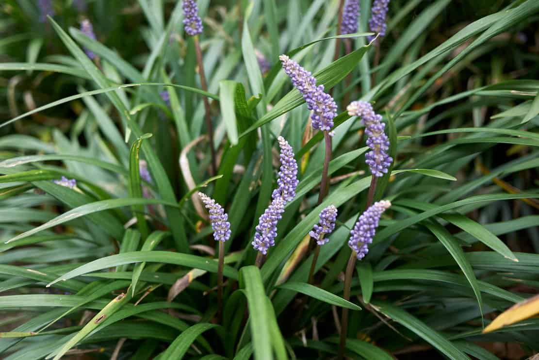Lilyturf near other green vegetation