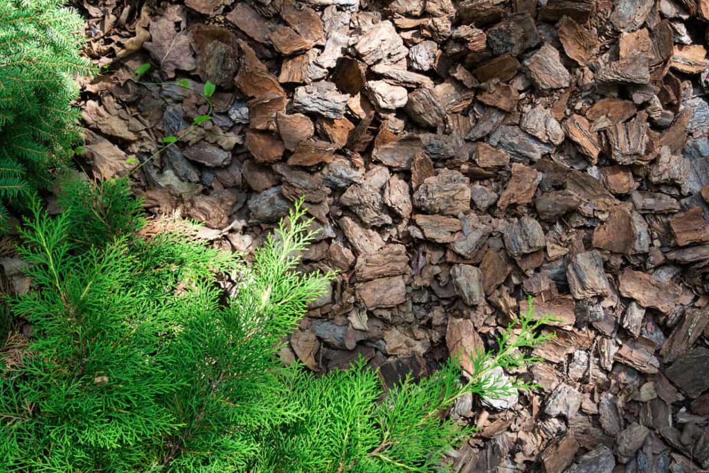 Spruce Tree Mulch