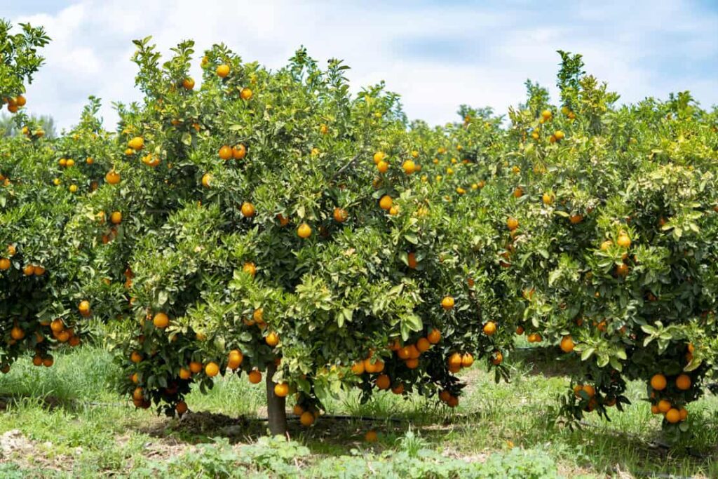 Orange citrus fruit with rows of orange trees on Peloponnese, Greece, new harvest of sweet juicy oranges