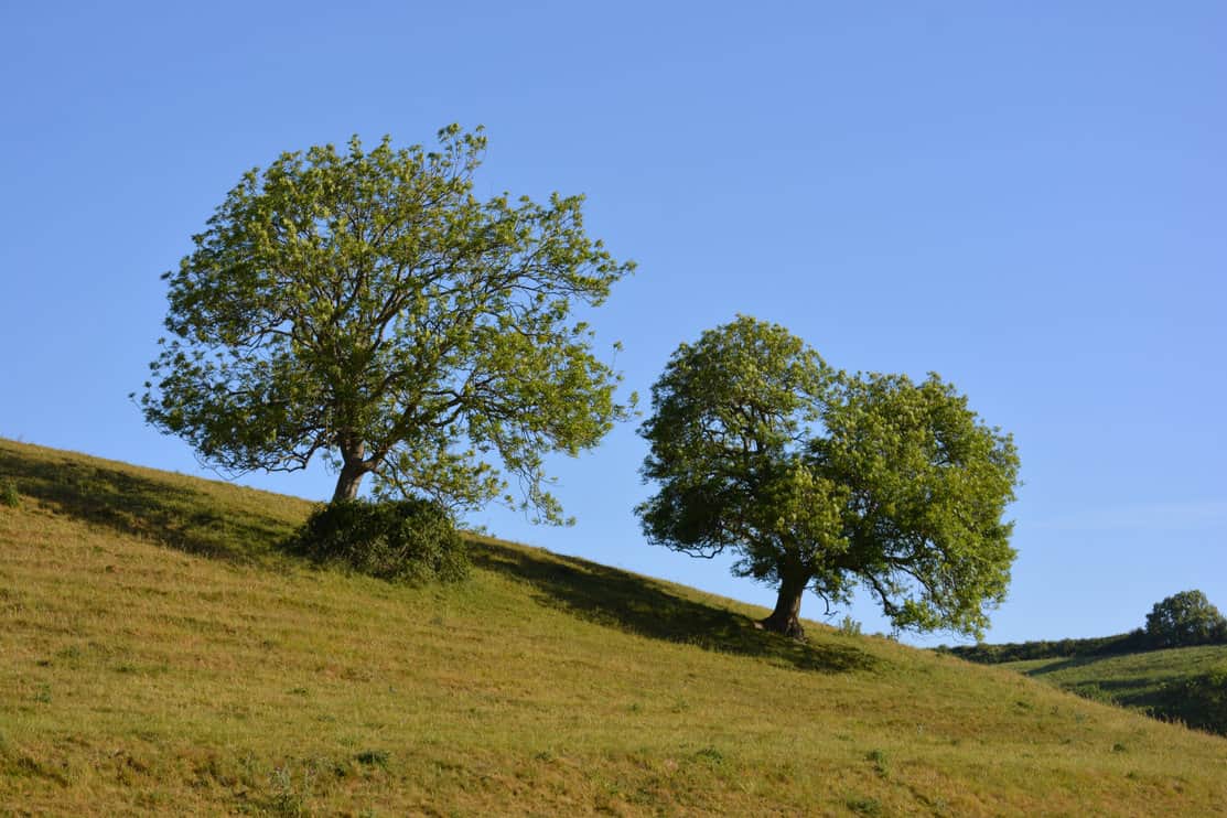Two ash trees on hill on a bright and sunny morning