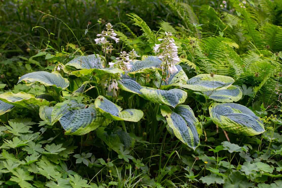 Plantain Lily in vegetation