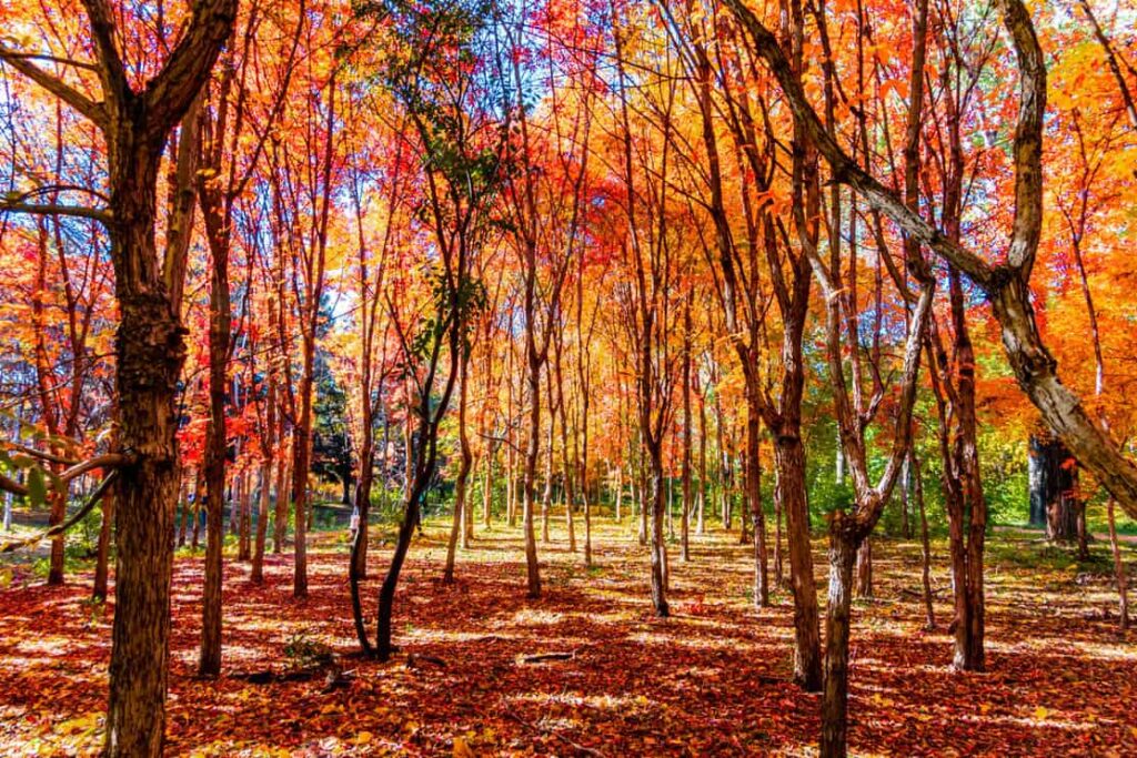 red maple trees providing shade