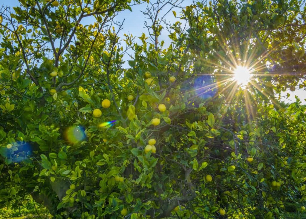 Lemon Trees Growing In Full Sun