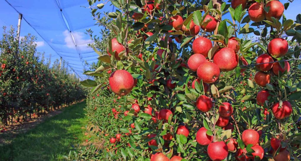 Apple Tree