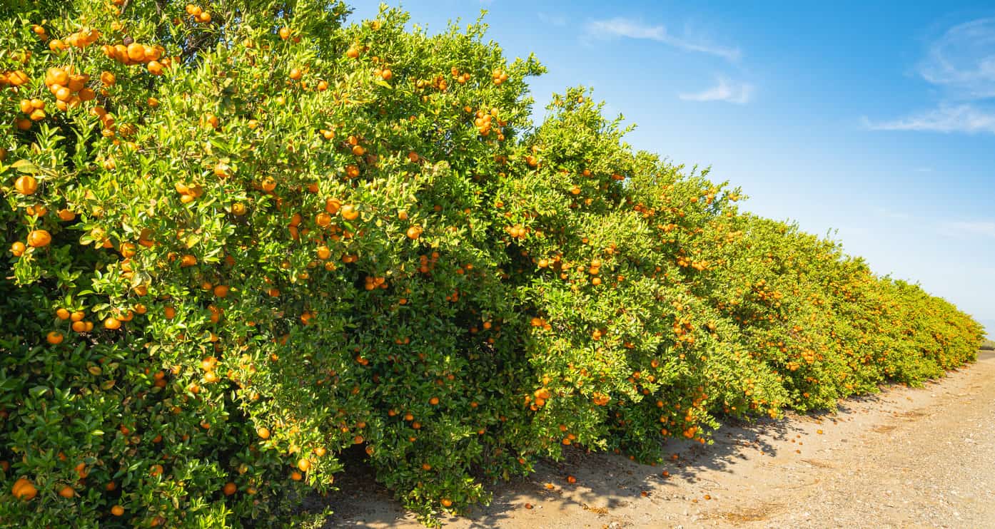 Mandarins grove in California. Trees with ripe fruits in a row, oranges, harvest season