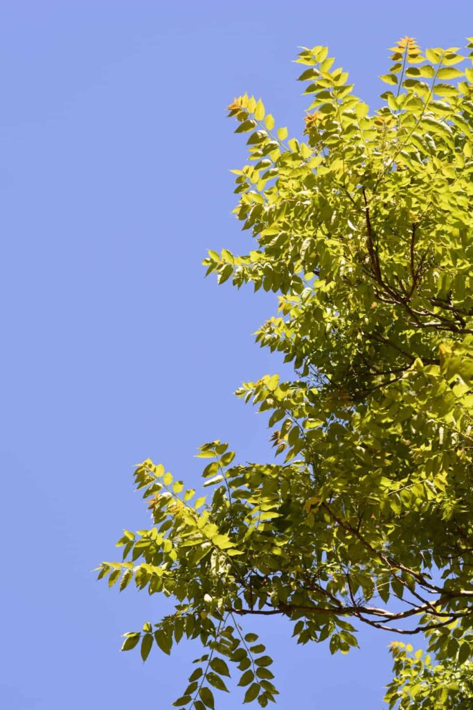 Branches of a tree of heaven against a blue sky