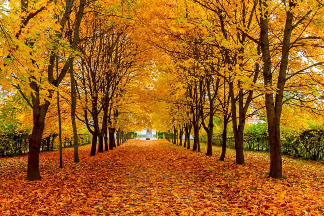 6 Reasons Why Maple Trees Make Wonderful Shade Trees - Tree Journey