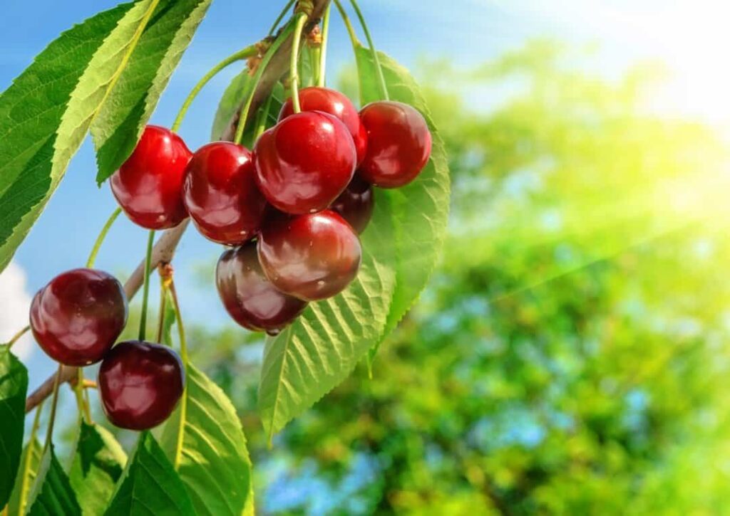 cherry tree full sun