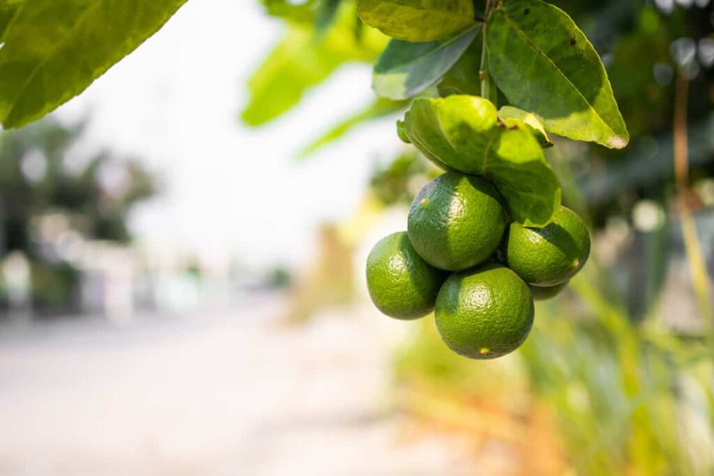 Lime Tree with bundle of limes