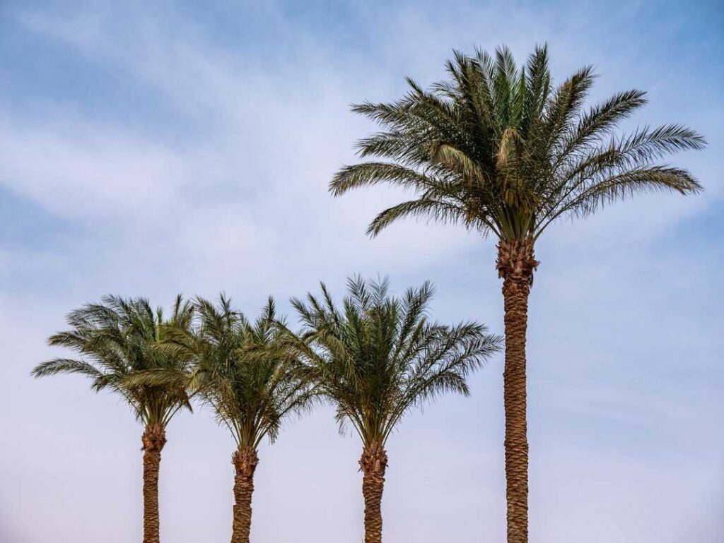 Tall date palms against a beautiful blue sky. Copy space.